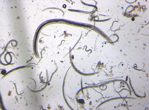 Greenresilient - Nematode Assessment